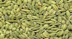Fennel-seeds